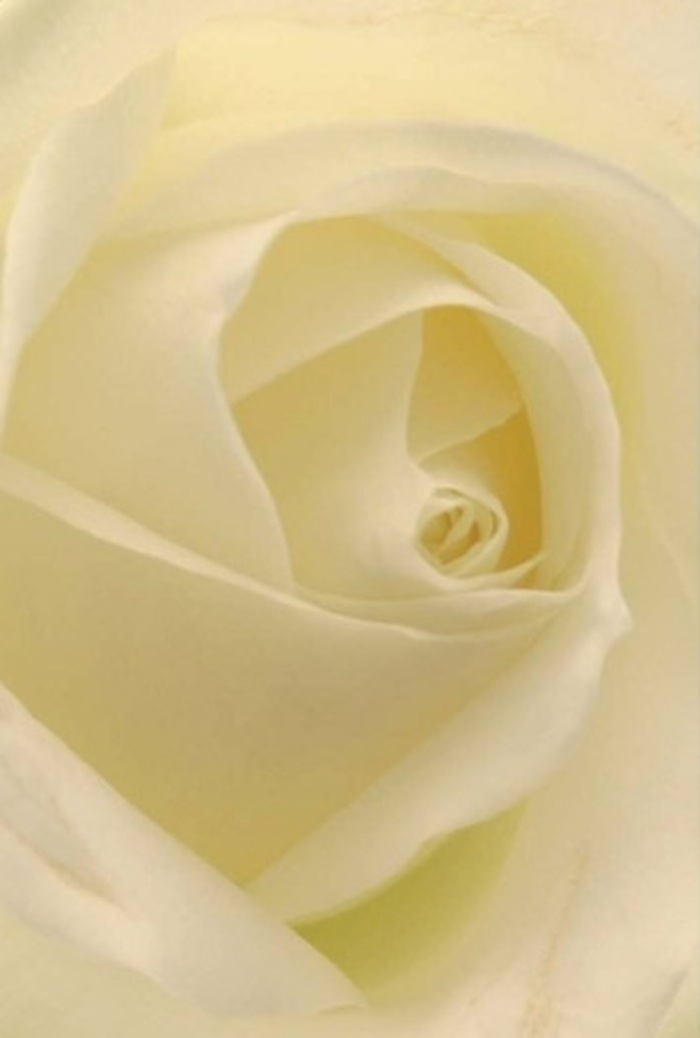 Viewed from an intimately close perspective, the classic white rose becomes a vision of tranquility and grace-its softly layered petals evoking both elegance and resilience. Hues of pure white and creamy ivory blend seamlessly, seeming to glow beneath the gentle Colindale daylight that trickles in through nearby windows, as if the bloom is lit from within. The composition suggests an atmosphere of sophistication, perfect for a thoughtful apology, a bride's bouquet for a wedding at a local Colindale venue, or a gesture of peace sent across Hendon or Kingsbury. The flawless spiral at the rose's heart hints at pristine purity and quiet strength, while each shadowed fold and nuanced edge elevates the natural artistry artisans strive to perfect at Flowers Colindale. Even in stillness, this bloom carries with it an airy, clean fragrance, subtle yet enveloping-representing comfort, new beginnings, or cherished memories. To give or receive such a rose is to partake in a tradition of meaningful floral expression, the kind cultivated by dedicated professionals whose understanding of Colindale's spirit shapes every arrangement.